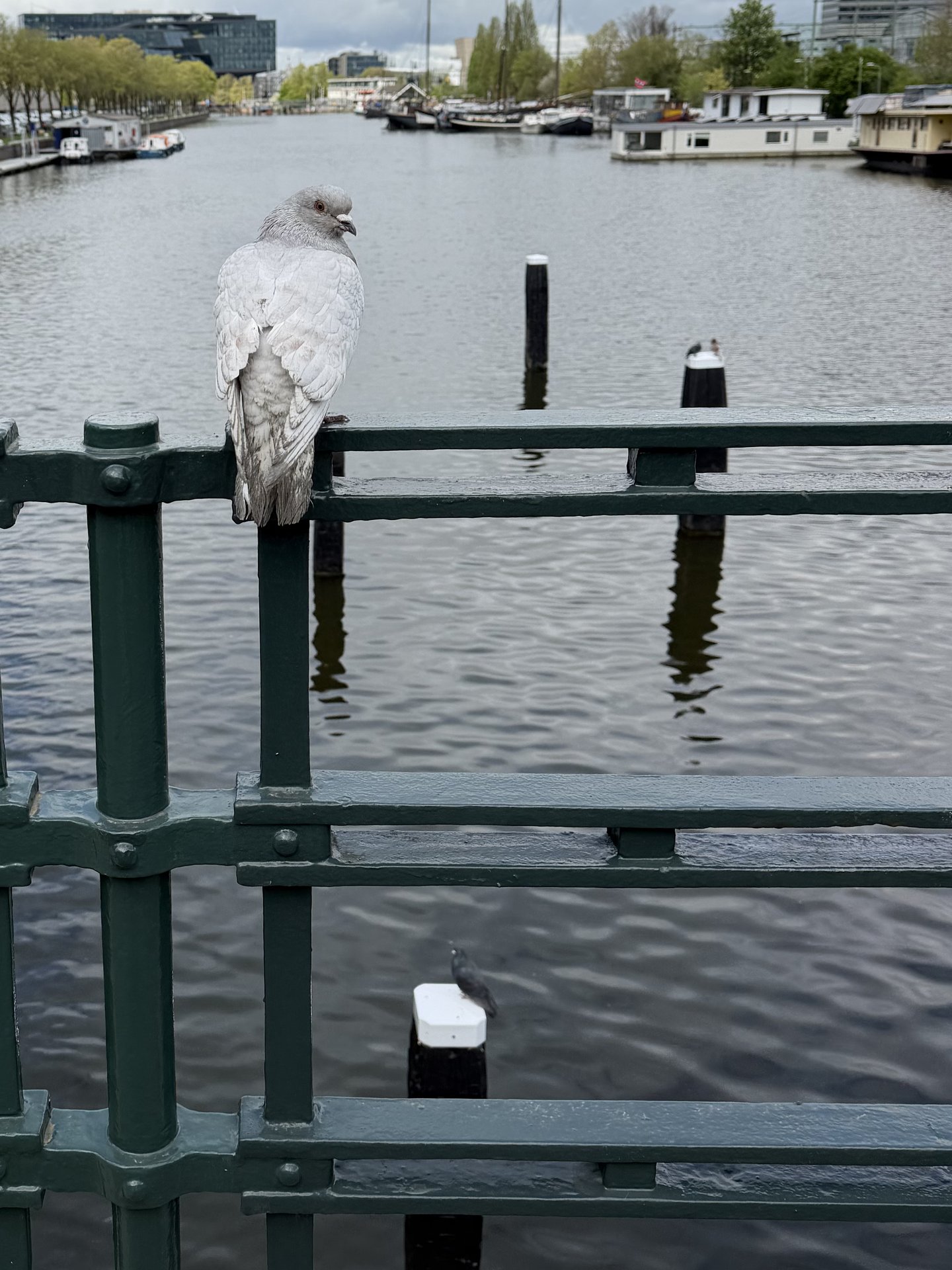 A serene view captures a pigeon perched on a dark green bridge railing, overlooking the tranquil waters of the canal at Kattenburgerstraat, Marineterrein, Amsterdam